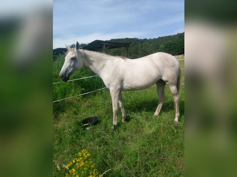 Weitere Vollblüter Stute 18 Jahre 156 cm Apfelschimmel in Weidenthal