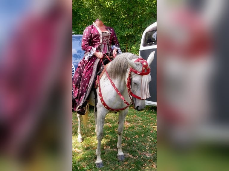 Weitere Vollblüter Stute 18 Jahre 156 cm Apfelschimmel in Weidenthal