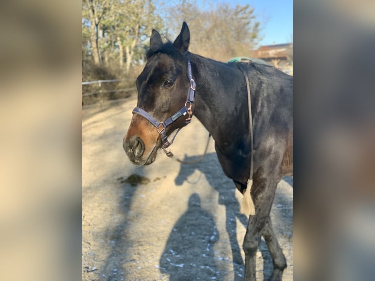 Weitere Vollblüter Stute 18 Jahre 160 cm Brauner in Kollersdorf