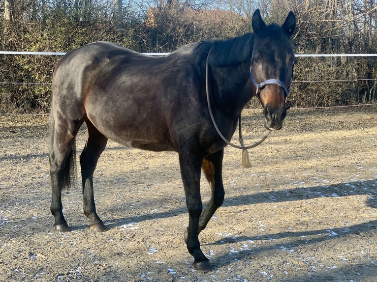 Weitere Vollblüter Stute 18 Jahre 160 cm Brauner in Kollersdorf