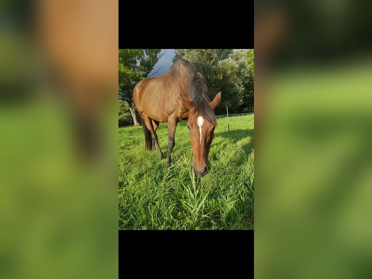 Weitere Vollblüter Stute 18 Jahre Brauner in Dermbach