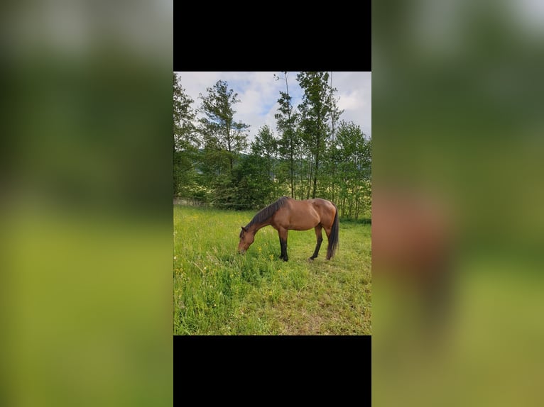 Weitere Vollblüter Stute 18 Jahre Brauner in Dermbach