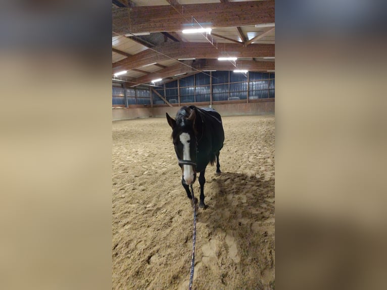 Weitere Vollblüter Stute 19 Jahre 164 cm Dunkelbrauner in Neu Wulmstorf