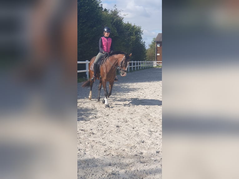 Weitere Vollblüter Stute 19 Jahre 164 cm Dunkelbrauner in Neu Wulmstorf