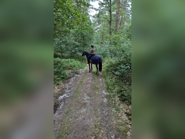 Weitere Vollblüter Stute 19 Jahre 164 cm Dunkelbrauner in Neu Wulmstorf
