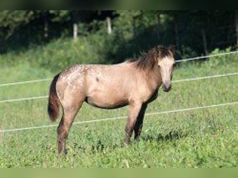 Weitere Vollblüter Mix Stute 1 Jahr 148 cm Buckskin in Stüsslingen