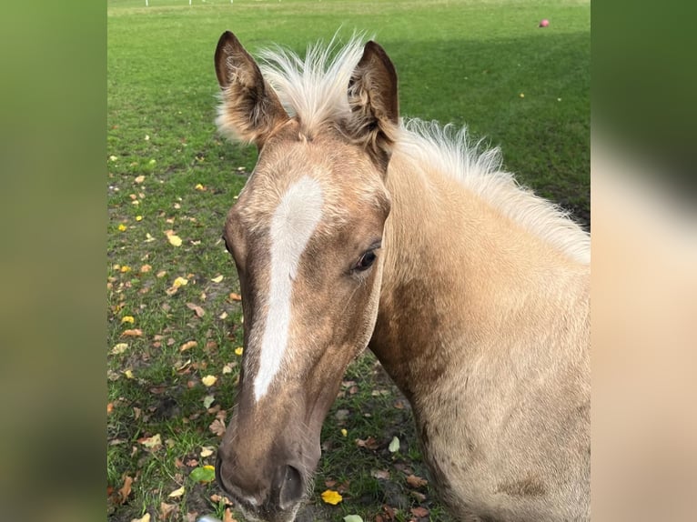 Weitere Vollblüter Stute 1 Jahr 165 cm Palomino in Lingen