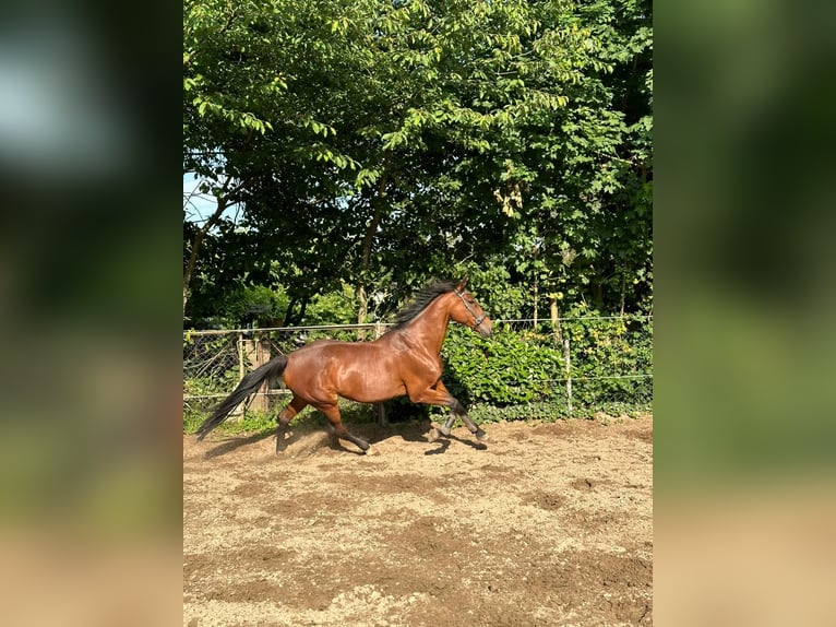Weitere Vollblüter Mix Stute 20 Jahre 163 cm Brauner in Großbeeren