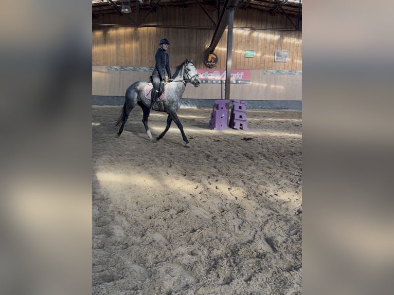 Weitere Vollblüter Stute 3 Jahre 158 cm Blauschimmel in Wegeleben