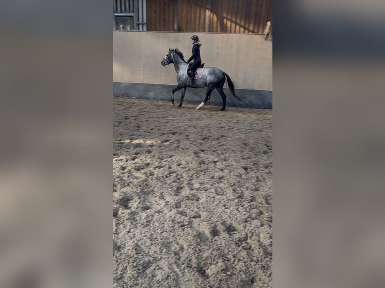 Weitere Vollblüter Stute 3 Jahre 158 cm Blauschimmel in Wegeleben