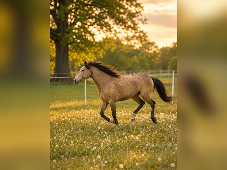 Weitere Vollblüter Stute 3 Jahre 162 cm Buckskin in Rühen