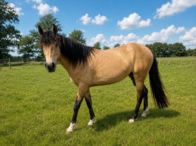 Weitere Vollblüter Stute 3 Jahre 162 cm Buckskin in Rühen