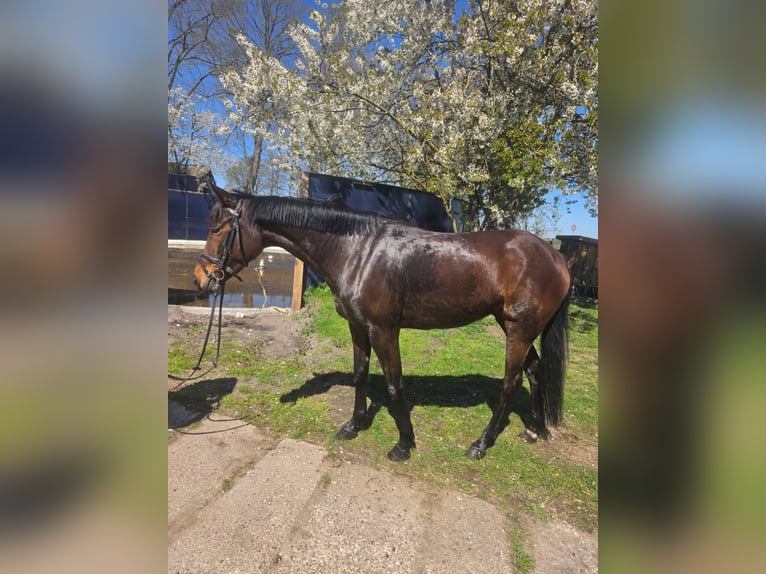 Weitere Vollblüter Stute 4 Jahre 152 cm  in Banzkow