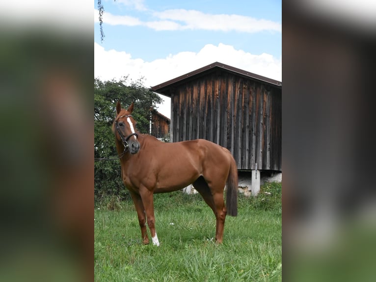 Weitere Vollblüter Stute 4 Jahre 158 cm Fuchs in Arnstorf