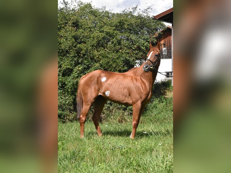 Weitere Vollblüter Stute 4 Jahre 158 cm Fuchs in Arnstorf