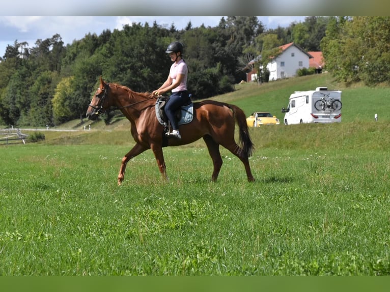 Weitere Vollblüter Stute 4 Jahre 158 cm Fuchs in Arnstorf