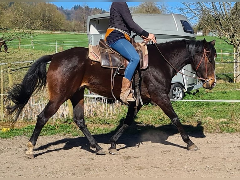 Weitere Vollblüter Mix Stute 4 Jahre 160 cm Brauner in Salem