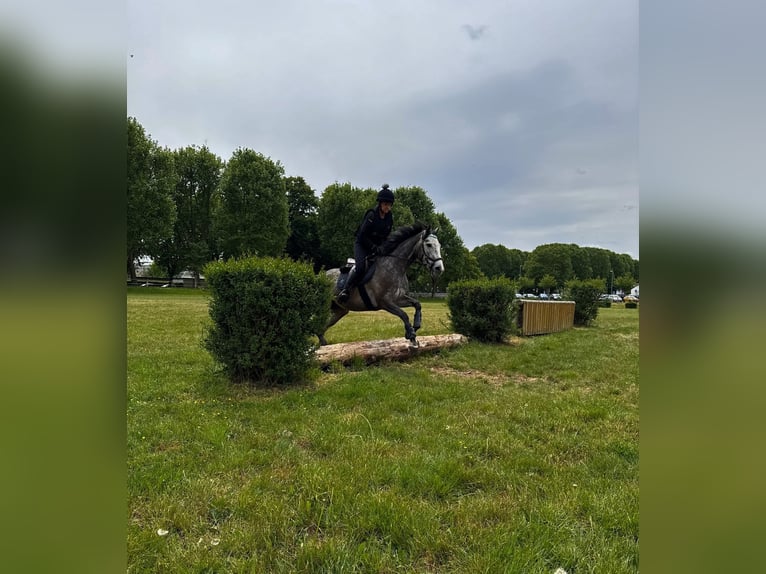 Weitere Vollblüter Stute 4 Jahre 163 cm Schimmel in Zweibr&#xFC;ckenZweibr&#xFC;cken