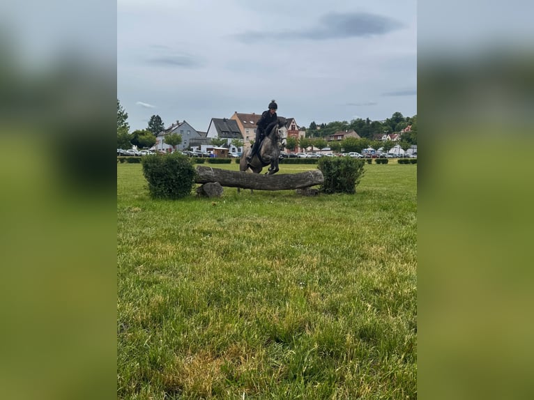 Weitere Vollblüter Stute 4 Jahre 163 cm Schimmel in Zweibr&#xFC;ckenZweibr&#xFC;cken