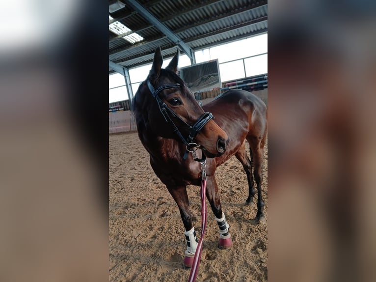 Weitere Vollblüter Stute 5 Jahre 143 cm Dunkelbrauner in Rommerskirchen