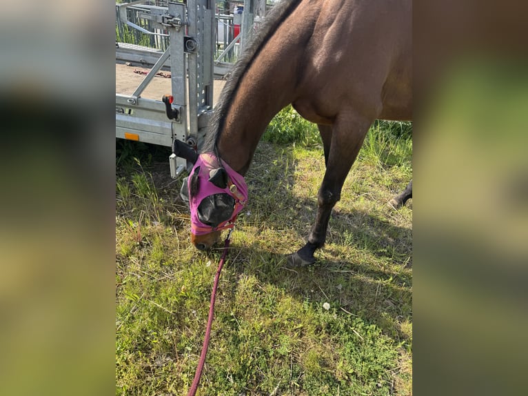 Weitere Vollblüter Stute 5 Jahre 162 cm Brauner in Bochum