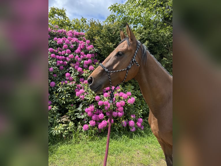 Weitere Vollblüter Stute 5 Jahre 162 cm Brauner in Bochum