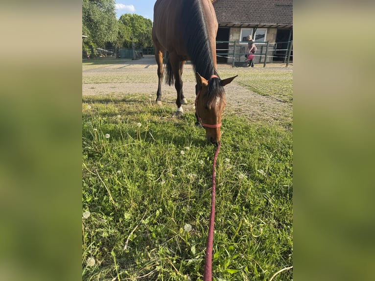 Weitere Vollblüter Stute 5 Jahre 162 cm Brauner in Bochum
