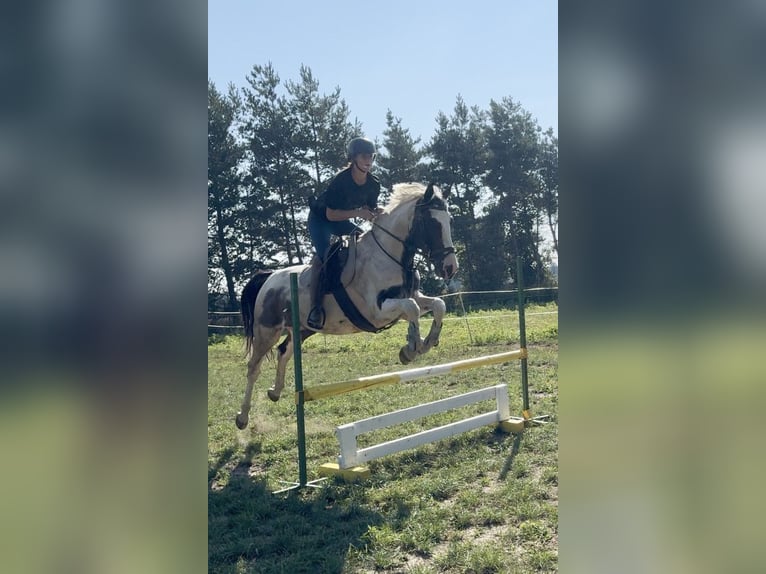 Weitere Vollblüter Stute 5 Jahre 162 cm Schecke in Lubn&#xF3;w