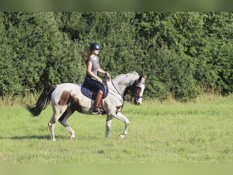 Weitere Vollblüter Stute 5 Jahre 162 cm Schecke in Lubn&#xF3;w