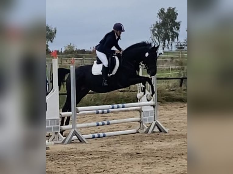 Weitere Vollblüter Stute 6 Jahre 162 cm Brauner in Oebisfelde