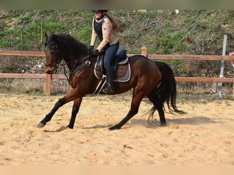 Weitere Vollblüter Stute 6 Jahre 162 cm  in Wegeleben