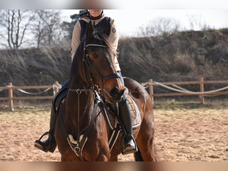 Weitere Vollblüter Stute 6 Jahre 162 cm  in Wegeleben