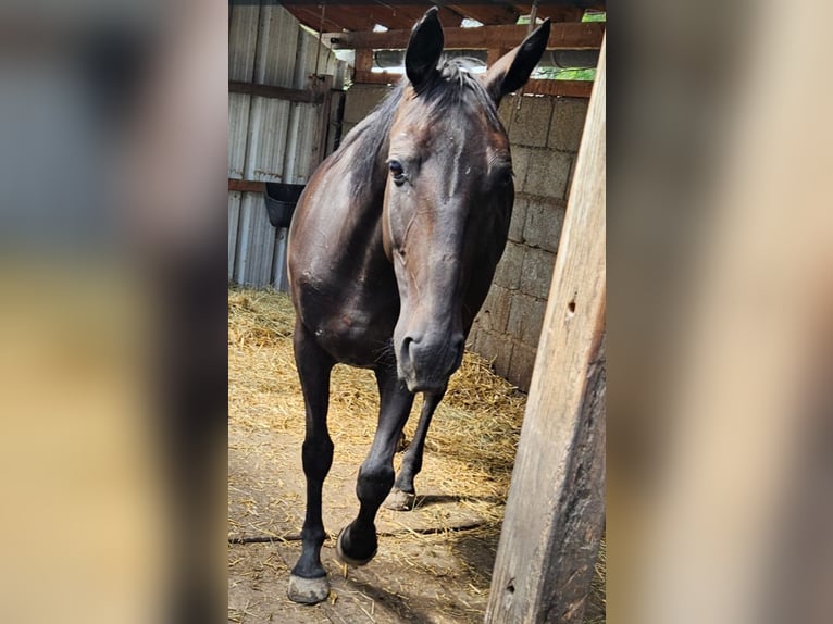 Weitere Vollblüter Mix Stute 7 Jahre 153 cm Schwarzbrauner in Osterhofen