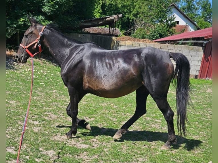 Weitere Vollblüter Mix Stute 7 Jahre 153 cm Schwarzbrauner in Osterhofen