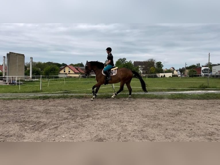Weitere Vollblüter Stute 7 Jahre 165 cm Brauner in Schkopau