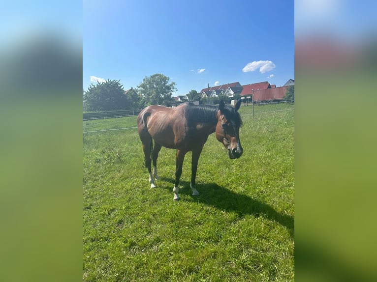 Weitere Vollblüter Stute 7 Jahre 165 cm Brauner in Schkopau