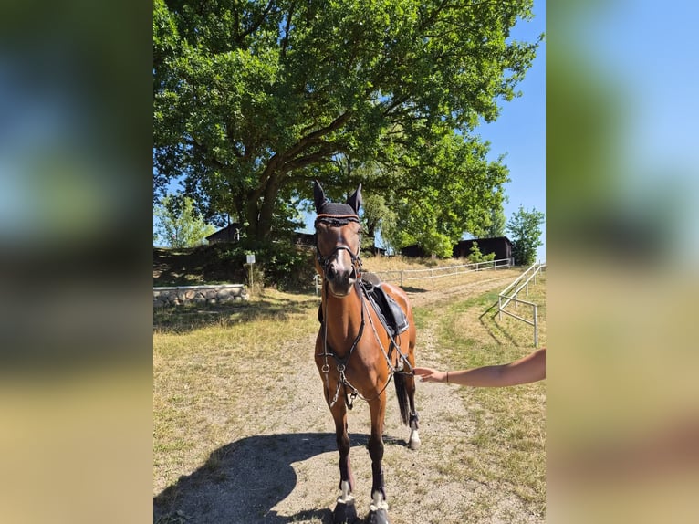 Weitere Vollblüter Stute 7 Jahre 165 cm Brauner in Schkopau