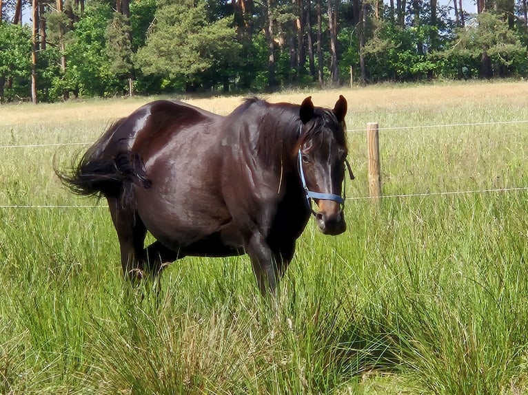 Weitere Vollblüter Stute 8 Jahre 155 cm Schwarzbrauner in Spreenhagen
