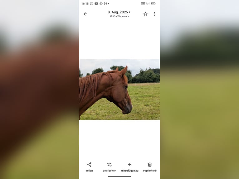 Weitere Vollblüter Stute 8 Jahre 160 cm Buckskin in Neustadt am Rübenberge