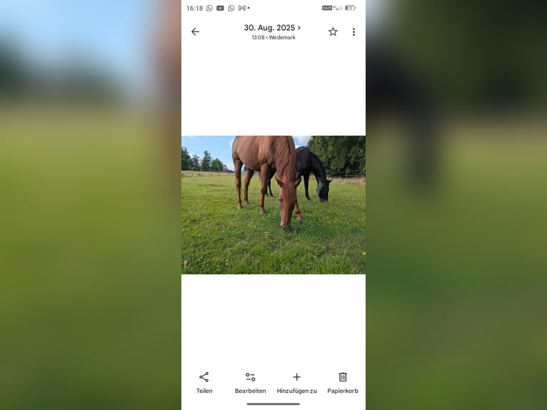 Weitere Vollblüter Stute 8 Jahre 160 cm Buckskin in Neustadt am Rübenberge