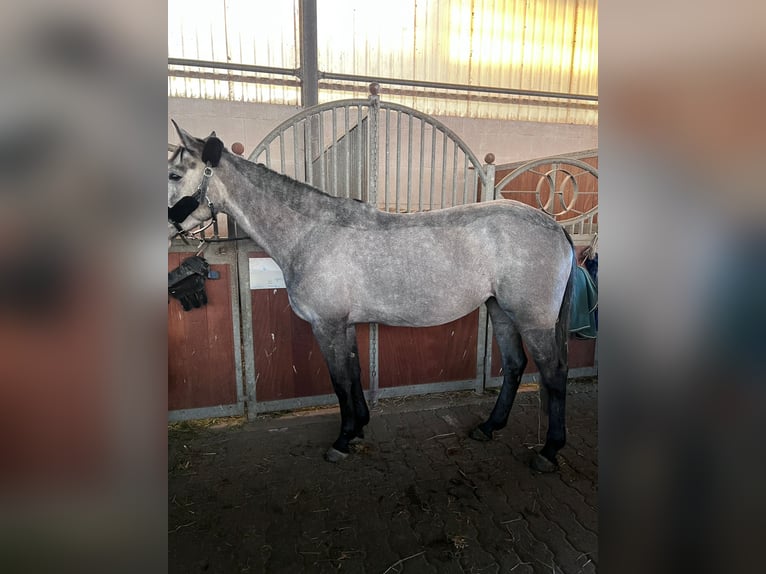Weitere Vollblüter Stute 8 Jahre 160 cm Schimmel in Gro&#xDF;-Bieberau
