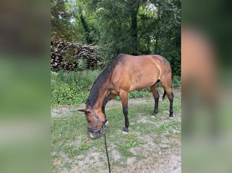 Weitere Vollblüter Stute 8 Jahre 164 cm Brauner in Bruck an der Leitha