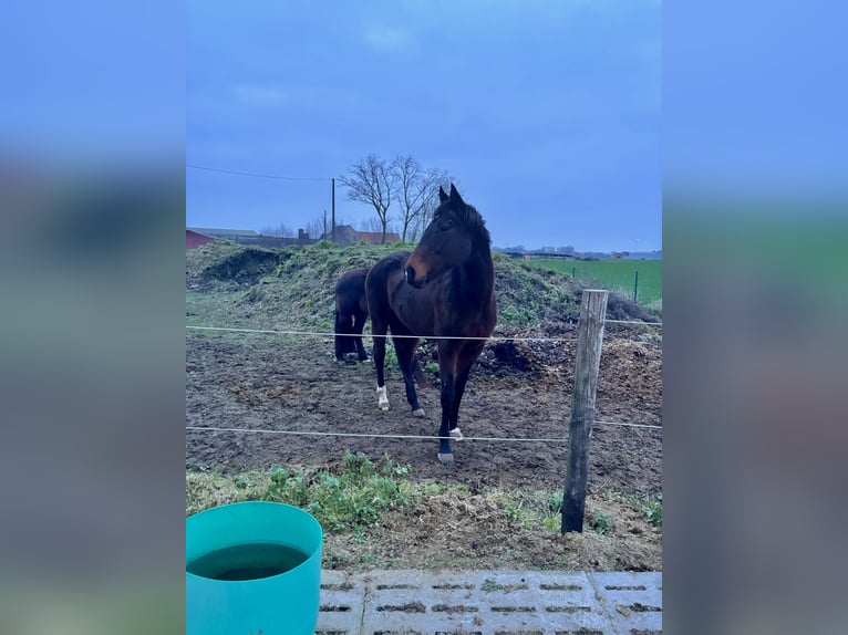 Weitere Vollblüter Stute 8 Jahre 164 cm Dunkelbrauner in Koolskamp