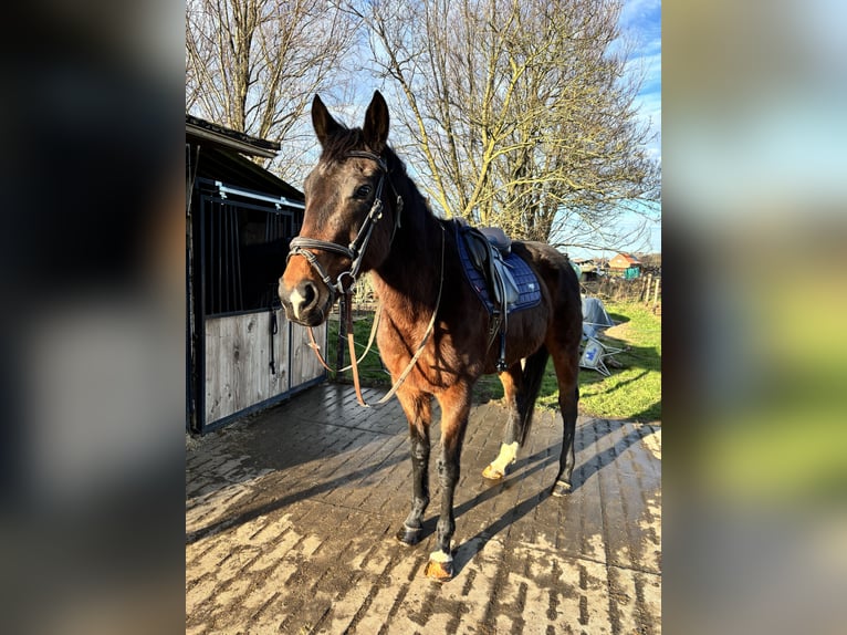 Weitere Vollblüter Stute 8 Jahre 164 cm Dunkelbrauner in Koolskamp