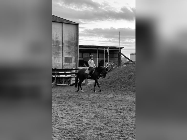 Weitere Vollblüter Stute 8 Jahre 164 cm Dunkelbrauner in Koolskamp
