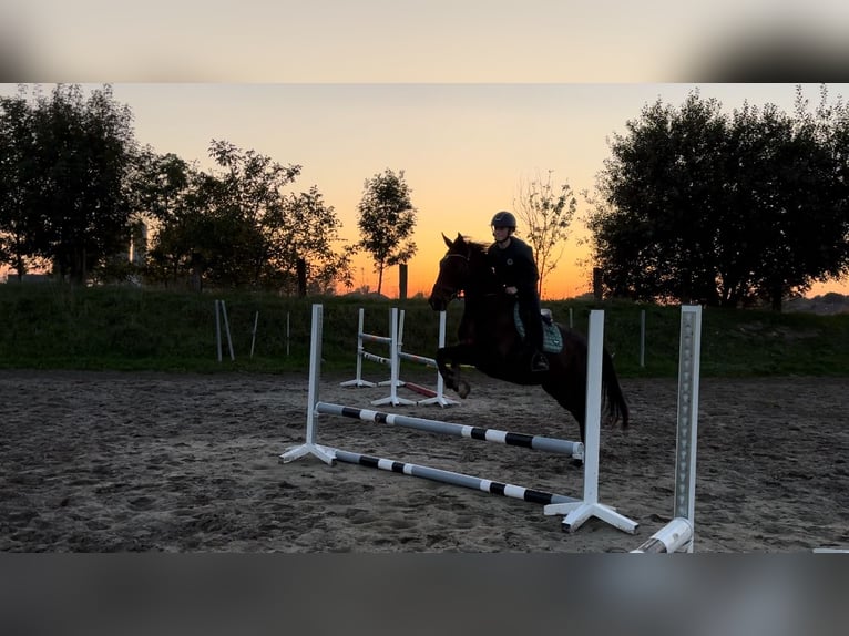 Weitere Vollblüter Stute 8 Jahre 164 cm Dunkelbrauner in Koolskamp