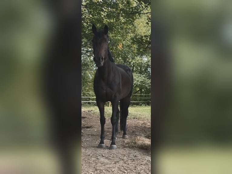 Weitere Vollblüter Stute 8 Jahre 165 cm Brauner in Borgholzhausen