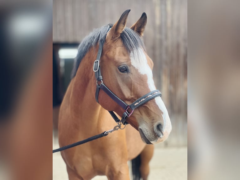 Weitere Vollblüter Mix Stute 9 Jahre 155 cm Brauner in Weiterstadt