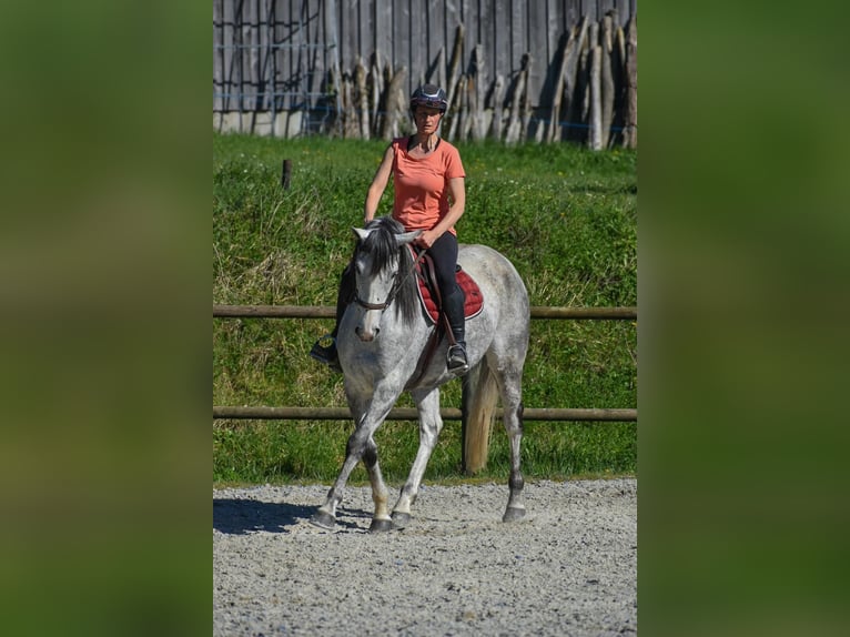 Weitere Vollblüter Stute 9 Jahre 160 cm Schimmel in L'Aiguillon