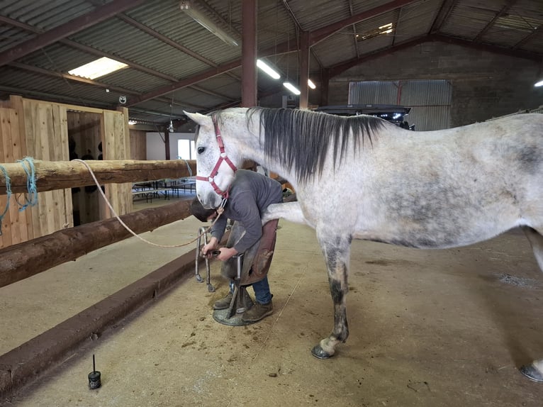 Weitere Vollblüter Stute 9 Jahre 160 cm Schimmel in L'Aiguillon